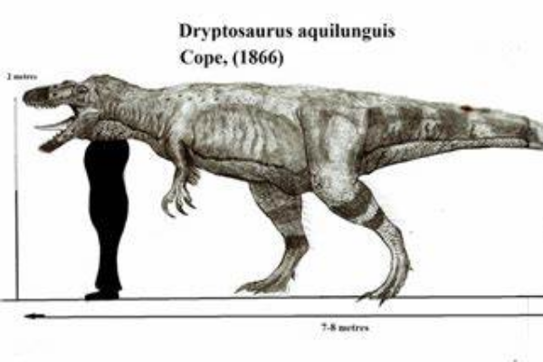 北美唯一大型食肉恐龙：伤龙 前指爪长达26厘米