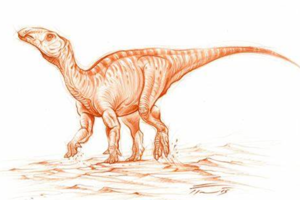 禽龙类植食恐龙:原赖式龙 头部占身体六分之一(长达1米)