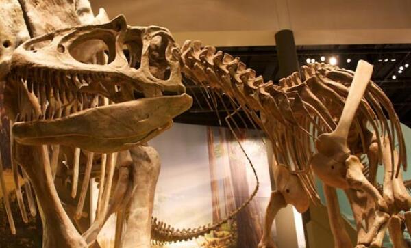 食蜥王龙：北美洲巨型食肉恐龙（长14米/距今1.5亿年前）