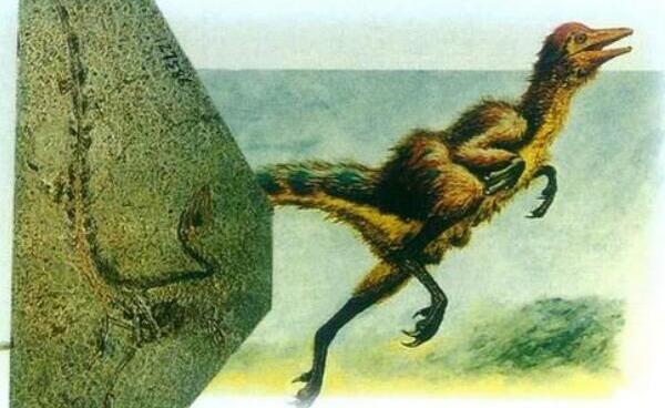 神州龙：中国辽宁小型食草恐龙（长1.5米/1.25亿年前）