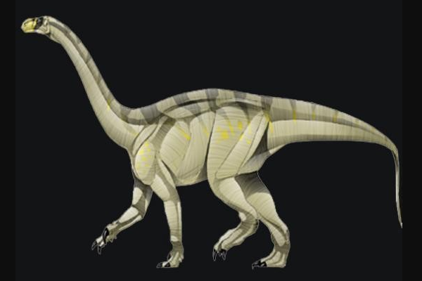 非洲植食恐龙：优肢龙 能像人类直立站立(长达9-12米)