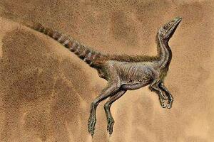 中华丽羽龙：中国小型食肉恐龙（长2.3米/1.25亿年前）