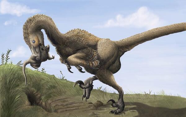 蜥鸟盗龙：北美洲小型食肉恐龙（长1.8米/7300万年前）