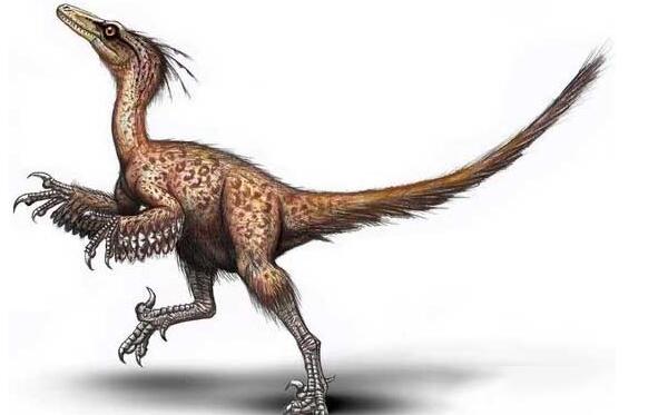 细爪龙：世界上最聪明的恐龙（长2米/北美洲小型恐龙）