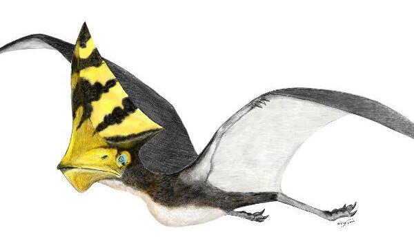 他蓓翼龙：南美洲翼龙类爬行动物（长1米/翼幅长达5米）