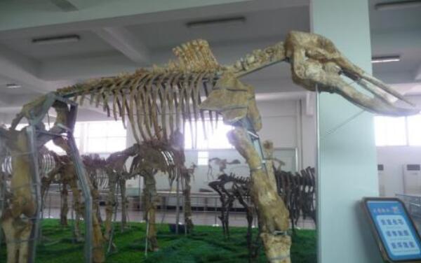 热河龙：辽宁小型杂食性恐龙（长0.8米/距今1.25亿年前）