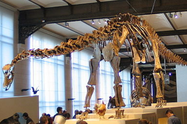 巨型泰坦龙:戈壁巨龙 体长最大20米(尾椎骨多达35块)