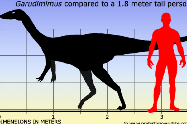 最原始的似鸟龙恐龙:似金翅鸟龙 拥有罕见四脚趾