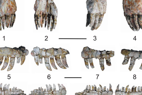 大型食肉恐龙:锐颌龙 体长7米(化石仅完整鼻部)