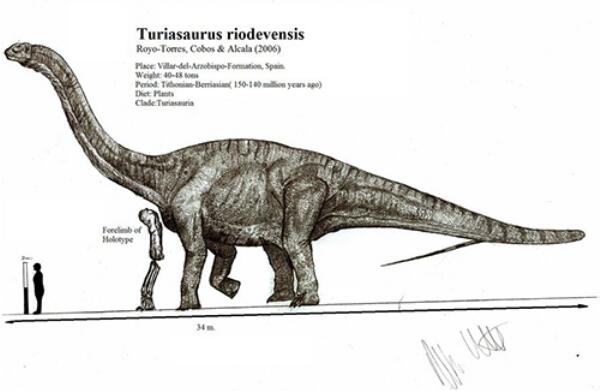 图里亚龙：超巨型食草恐龙（长30米/欧洲最大的恐龙）