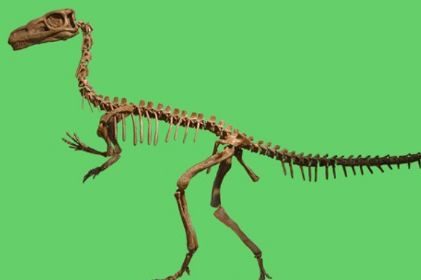 南美小型恐龙:爪巴龙 睡眠姿势酷似现代鸟类(仅1.2米长)