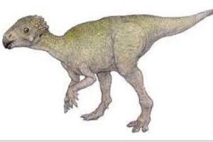 朝阳龙：辽宁小型食草恐龙（长2米/距今1.45亿年前）