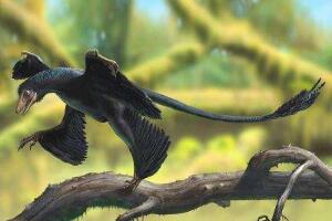 小盗龙：已知最小的恐龙之一（长0.56米/辽宁食肉恐龙）