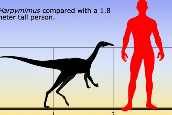 白垩纪恐龙:似鸟身女妖龙 嘴巴酷似鸟喙(长有10颗牙)