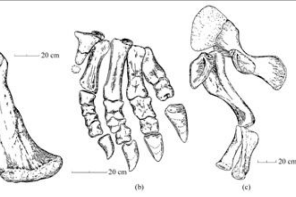巨型植食恐龙:珙县龙 体长可达14米(前肢比后肢短30%)