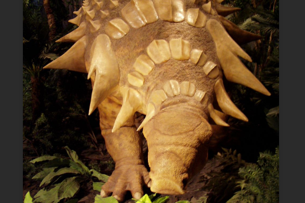 覆盾甲龙类恐龙:雕齿甲龙 背部有厚实鳞甲(肩部带长刺)