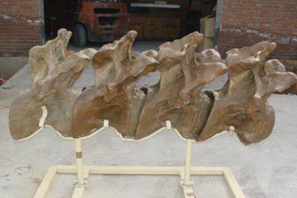 巨型植食恐龙:蝴蝶龙 体长高达30米(脖子占到一半)
