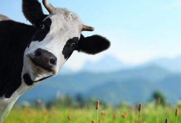 世界最高奶牛来自哪里 美国的布洛瑟姆（打破世界纪录）