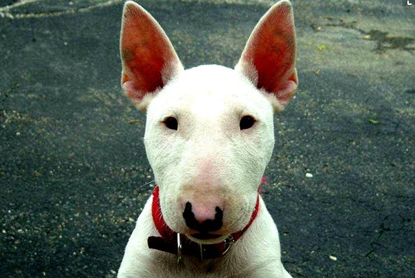 世界上最凶猛的小型犬：迷你牛头梗，怪异杀手(攻击力五颗星)