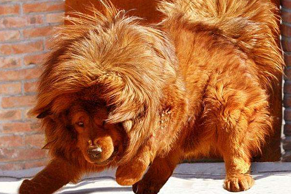 世界上最长寿的狗：西藏天狗藏獒，藏民守护神(寿命长达20年)