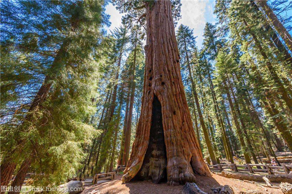 世界十大最奇特的树 第一常见而崇高第二表面光滑内里坚硬
