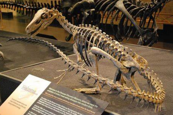 大型食肉恐龙:艾雷拉龙 体型类似狮子(狩猎能力极强)