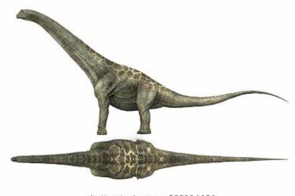 中型蜥脚龙类:高桥龙 一个蛋长达30厘米(最大恐龙蛋)