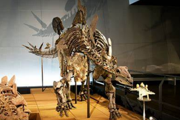 大型剑龙科:西部龙 体长7米(尾巴长有4个尖刺)