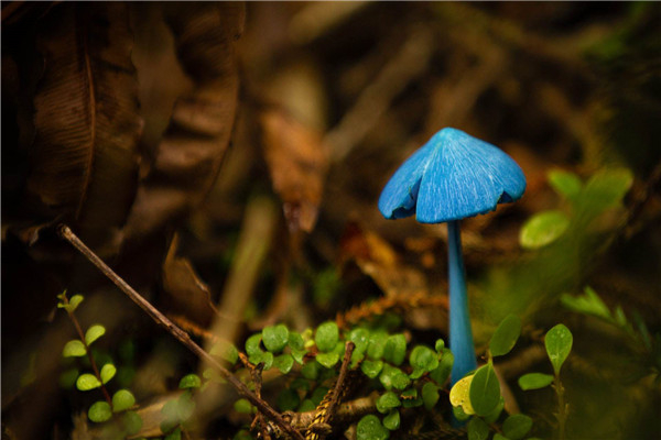 世界十大最奇怪的蘑菇 伞形毒菌酷似一把张开的伞