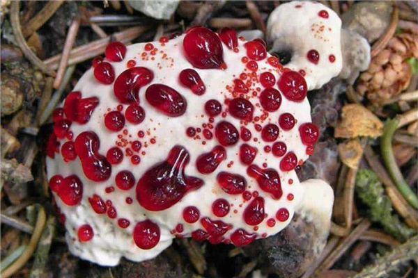 世界十大最奇怪的蘑菇 伞形毒菌酷似一把张开的伞