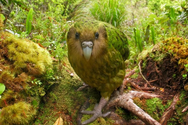 世界上最稀有的鸟：大鹮世界上最濒危(野外仅存100对)