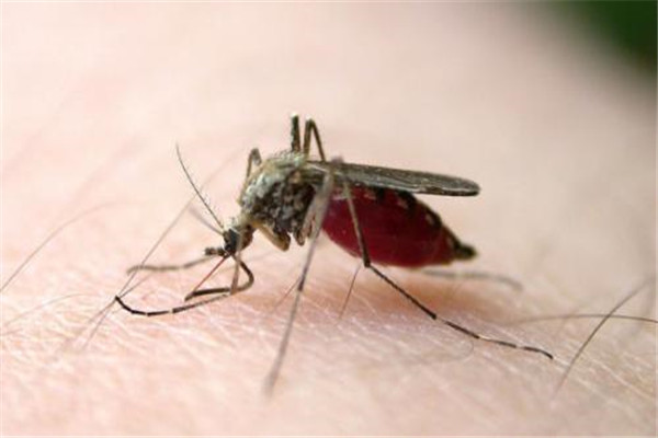 世界最大蚊子是什么 华丽巨蚊（身长4厘米颜色鲜艳）
