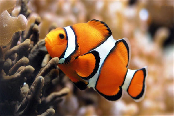 世界最美丽的水生动物 这些动物颜值很高相当美丽