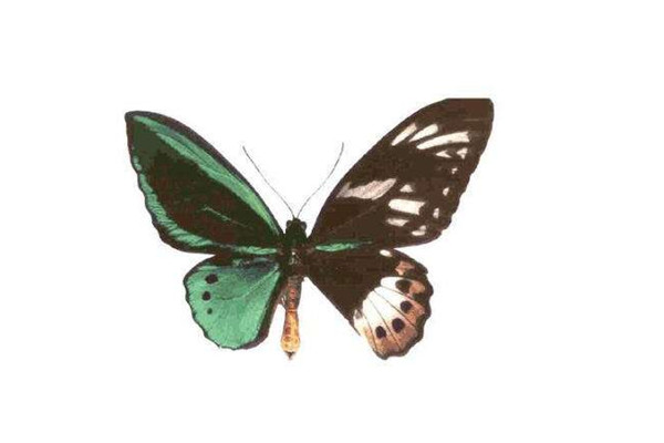 世界上最大的皇蛾蝶 226毫米（翅膀长张开和人手掌差不多）