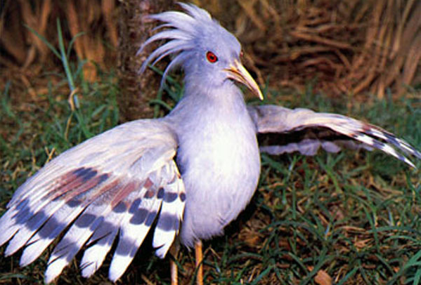 世界上最稀有的鸟：大鹮世界上最濒危(野外仅存100对)