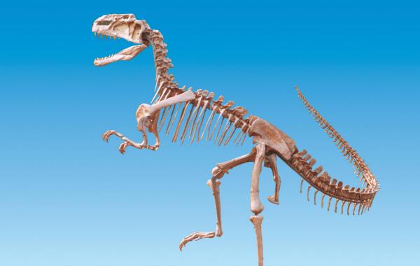 天山龙：新疆大型食草恐龙（长10.1米/距今1.56亿年前）