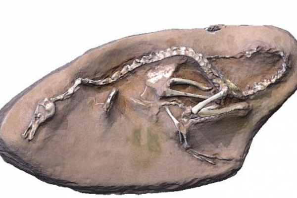 小型兽脚龙:埃氏哈兹卡盗龙 体长仅70厘米(前肢长有鳍)