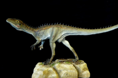 小型食肉恐龙:侏罗猎龙 体长仅75厘米(疑似有羽毛)