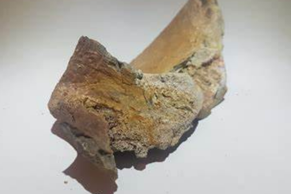 中型兽脚类恐龙:卡玛卡玛龙 体长5米(仅一块尾椎化石)