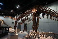 巨型蜥脚龙:江山龙 体长22米(是浙江最大的恐龙化石)