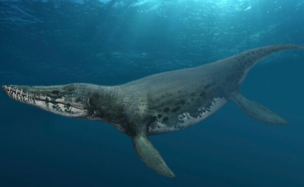克柔龙：白垩纪最大海生爬行动物（长10米/澳大利亚出土）