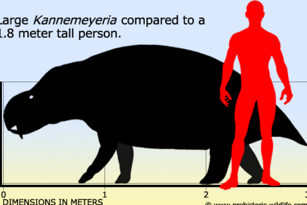 大型二齿兽类:肯氏兽 体长3米(酷似犀牛和鳄鱼)