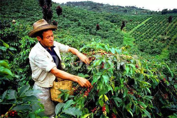 世界十大咖啡生产国 巴西是全世界最出名的咖啡生产国