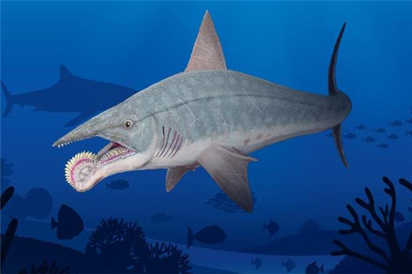 世界上最为神秘的一种鲨鱼 旋齿鲨为什么那么神秘