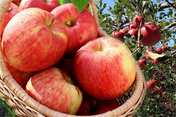 世界上最贵的苹果 青森苹果（价格228一个不断上涨）