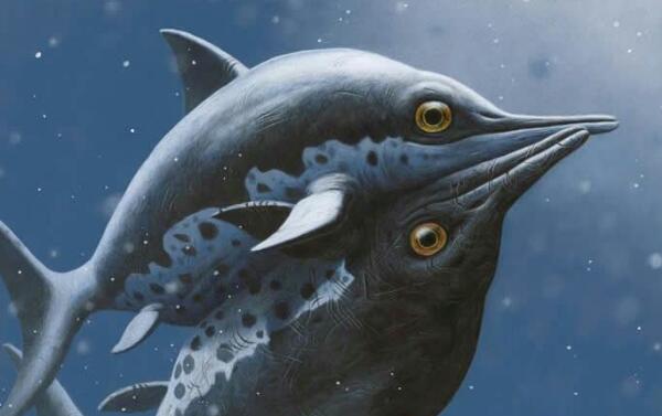 大眼鱼龙：海豚外形/一双大眼睛（长6米/阿根廷出土）