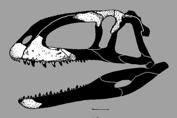小型食肉恐龙:阴龙 体长仅2米(被质疑是组合化石)