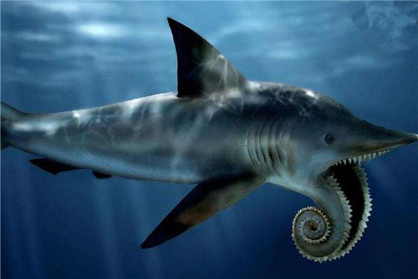 世界上最为神秘的一种鲨鱼 旋齿鲨为什么那么神秘