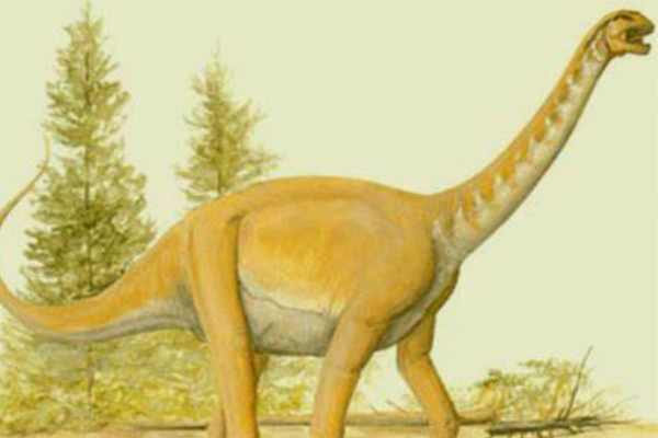 非洲巨型恐龙:詹尼斯龙 体长24米(生于1亿5500万年前)