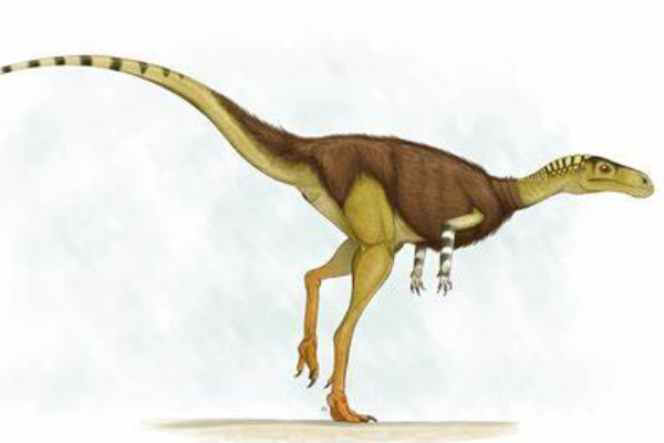 小型食肉恐龙:阴龙 体长仅2米(被质疑是组合化石)